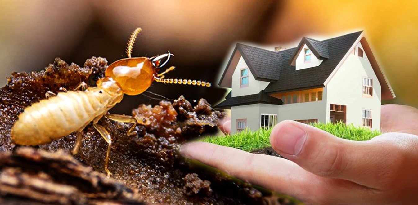 Termite But How to Get Rid of Termites Permanently – Complete Termite Control ...