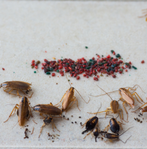 Pest Control Service in Okhla