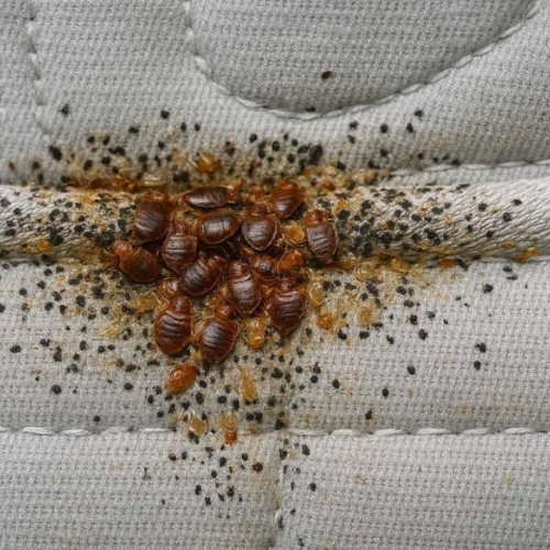 Bed Bug Control Service