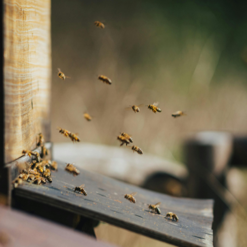 Bee Control Service
