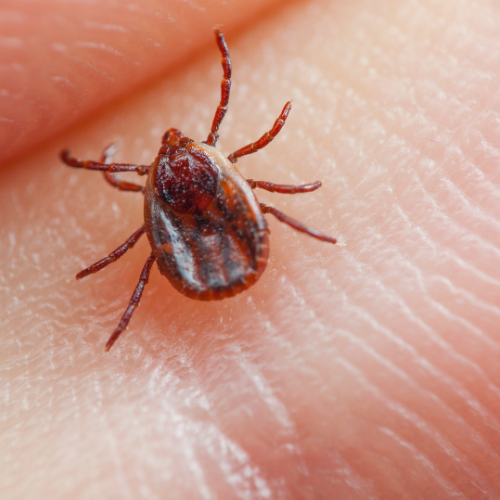 Pest Control Service in Vasant Vihar